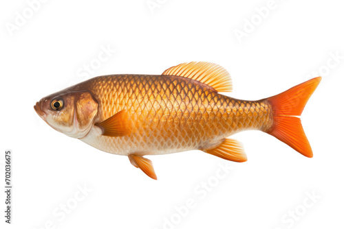crucian carp Isolated on transparent background. PNG file.