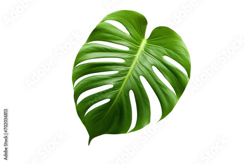 Single white-green monstera leaf Isolated on transparent background. PNG file.