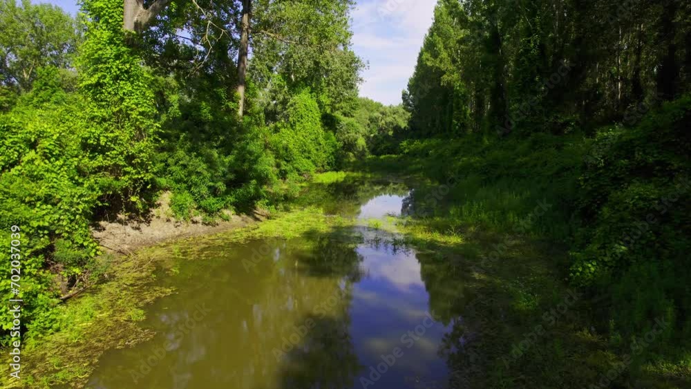 Drone flies above shallow pond with duckweed in the middle of woods in sunny day Drone flies above shallow pond with duckweed in the middle of woods in sunny day