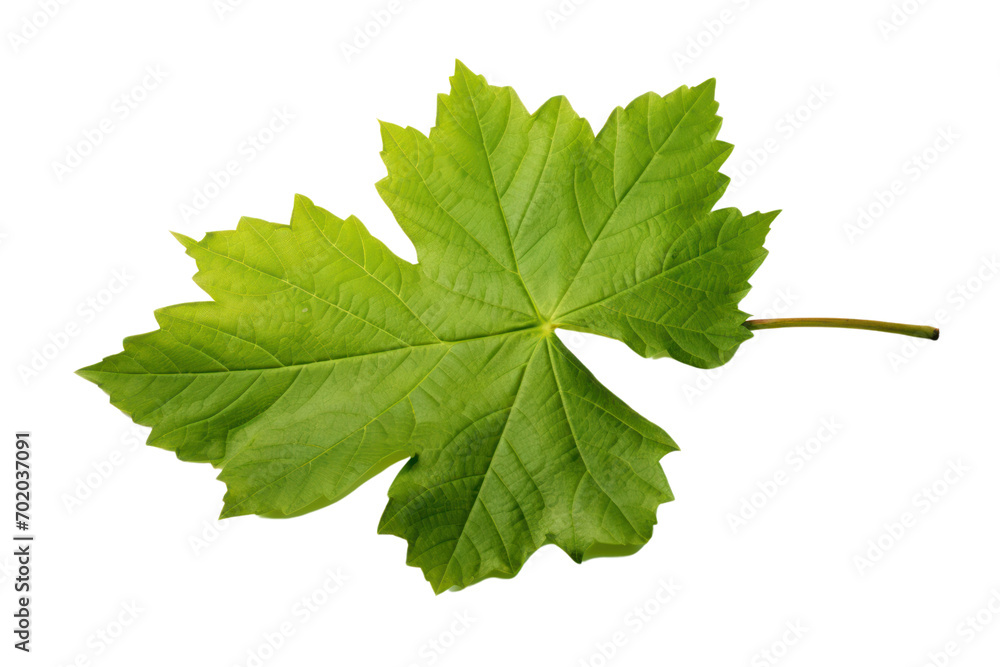 Fototapeta premium Single grape leaf isolated on transparent background. PNG file.