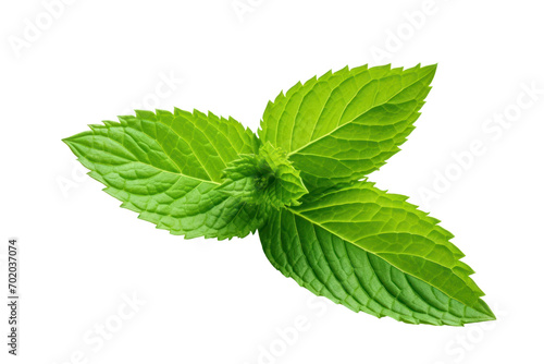 Fresh mint leaves isolated on transparent background. PNG file.