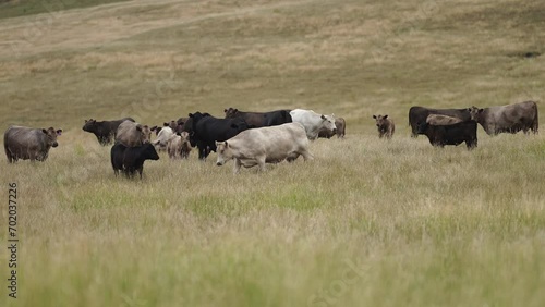 Wallpaper Mural Australia cows in a field grazing on pasture in a dry summer drought. sustainable beef cattle in a agricultural farm. cow farming   Torontodigital.ca