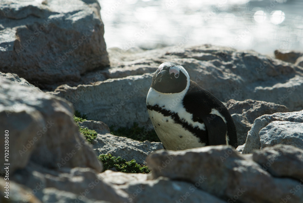 Fototapeta premium Penguin on the rocks