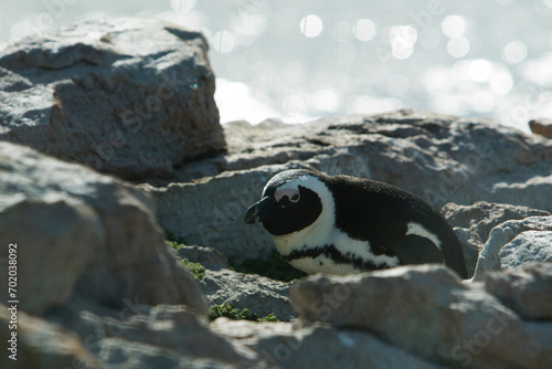 Photography Penguin on the rocks