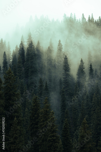 fog in the forest © gyousyuu
