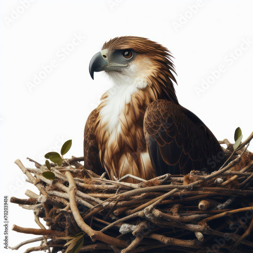 philippine eagle, feather, bird of prey, aguila filipina, pluma, ave de rapiña, isolated White background