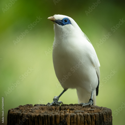 Bali, Indonesia. Mynah bird portrait on a tree log with a colourful natural blurred background