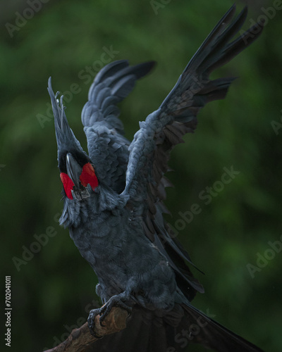 Black Macaw  palm cocatoo raising wings to fly up portrait, sitting on a tree trunk with a green natural background