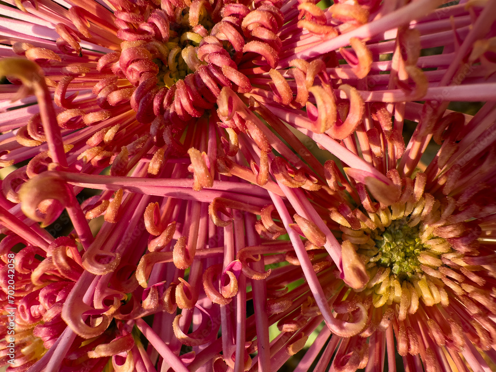 Chrysanthemum flowers close-up. Macro shot closeup for floral background Chrysanthemum flowers close-up. Macro shot closeup for floral background