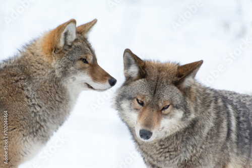 A pair of Coyotes in winter.