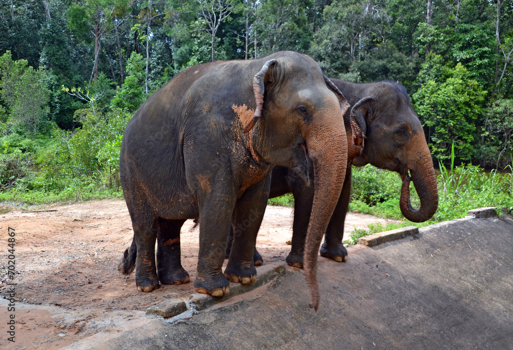 Vietnam, zoo, pair of elephants in Asia