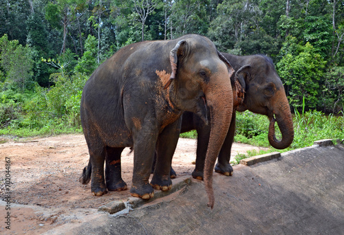 Vietnam  zoo  pair of elephants in Asia