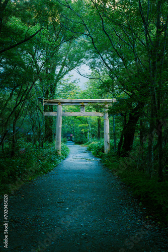 torii in the forest