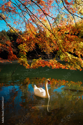 Fototapeta Naklejka Na Ścianę i Meble -  swan on the lake with maple