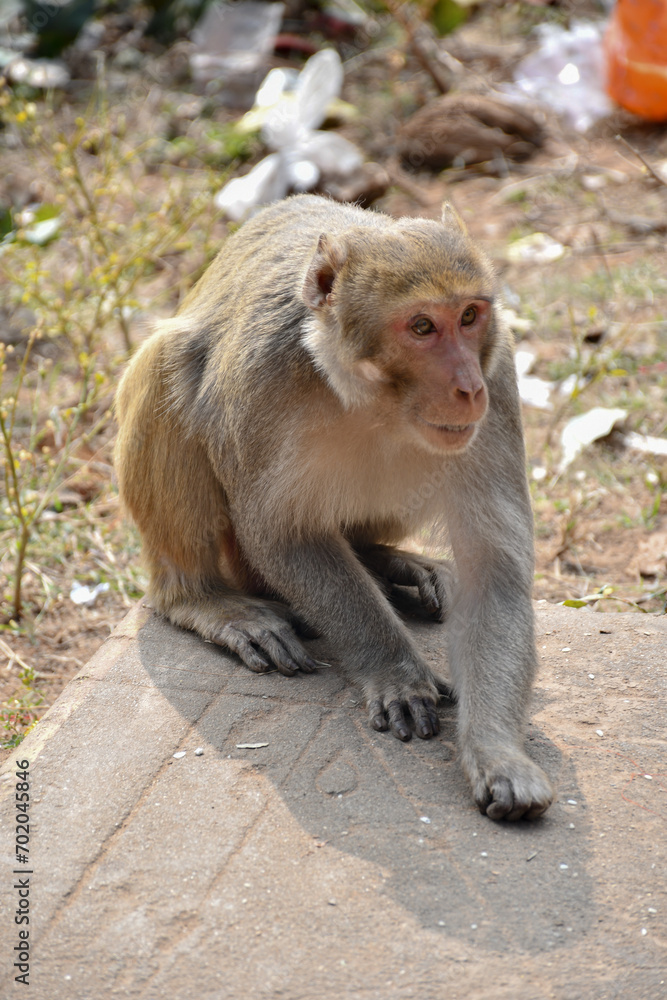 Close-up image of male macaque (Macaca mulatta) monkey displaying teeth