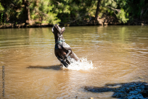 Fototapeta Naklejka Na Ścianę i Meble -  Blue heeler dog splashing in a river