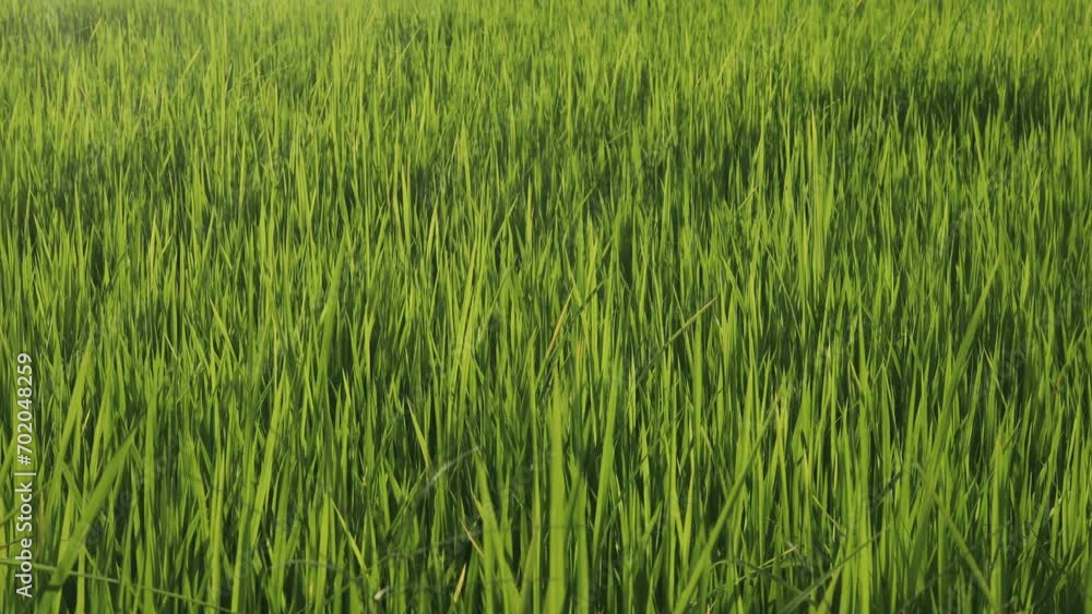 fresh green rice field blowing in the gentle breeze. fresh green rice field blowing in the gentle breeze.