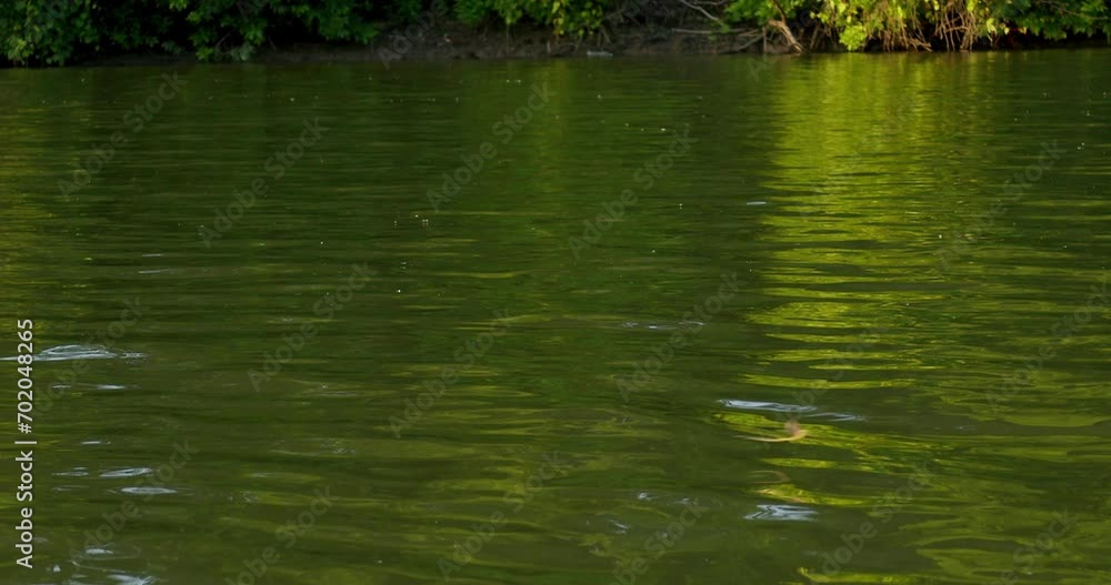 Long-tailed mayflies flies just above Tisza river surface Long-tailed mayflies flies just above Tisza river surface