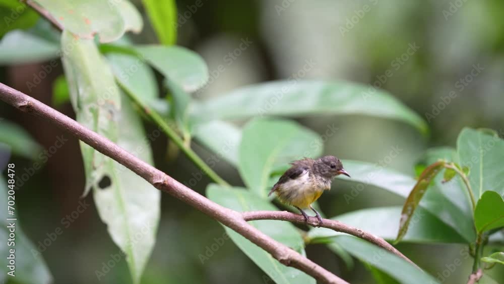 Orange bellied flowerpecker bird peching on the tree Orange bellied flowerpecker bird peching on the tree