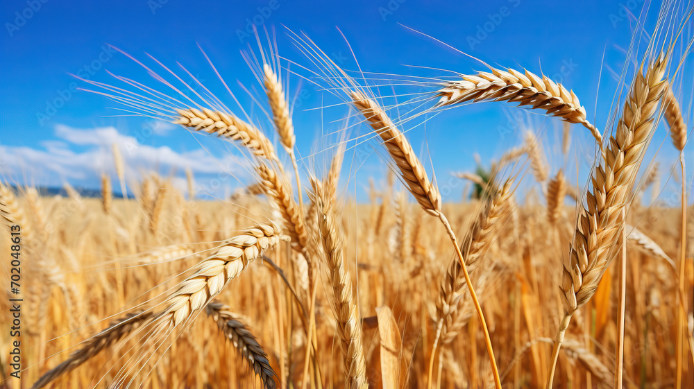 Golden wheat in the field. Grain spikes ripening in summer before the harvest Golden wheat in the field. Grain spikes ripening in summer before the harvest