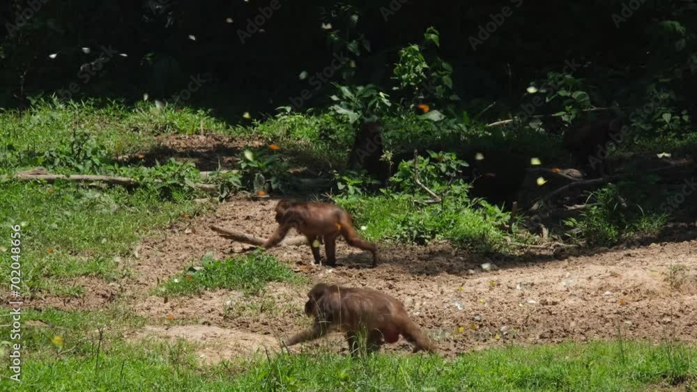 Two individuals moving to the left through butterflies and other under the shade, Stump-tailed Macaque Macaca arctoides, Thailand Two individuals moving to the left through butterflies and other under the shade, Stump-tailed Macaque Macaca arctoides, Thailand
