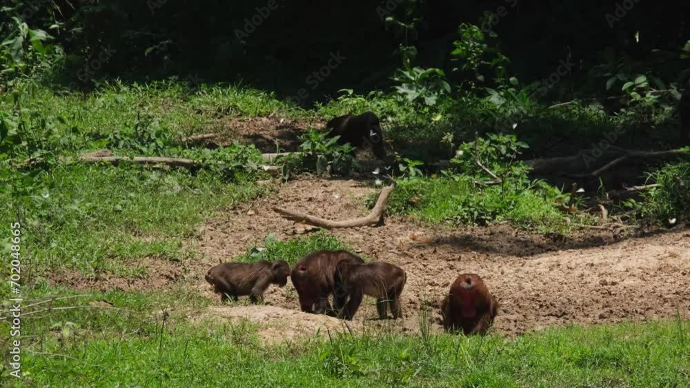 Feeding on the ground while others go under the shade and then they all left, Stump-tailed Macaque Macaca arctoides, Thailand Feeding on the ground while others go under the shade and then they all left, Stump-tailed Macaque Macaca arctoides, Thailand