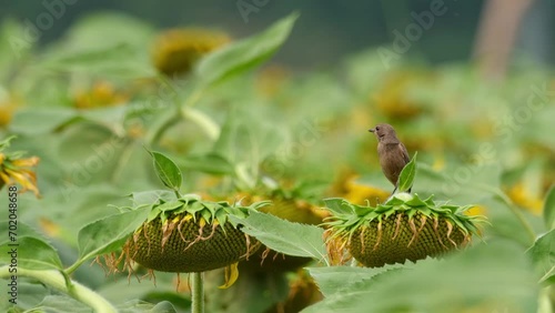 Zooming out revealing this bird on a sunflower while looking to the left, Pied Bushchat Saxicola caprata, Thailand photo