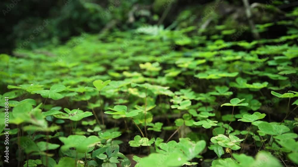 A jungle in south america. A jungle in south america.