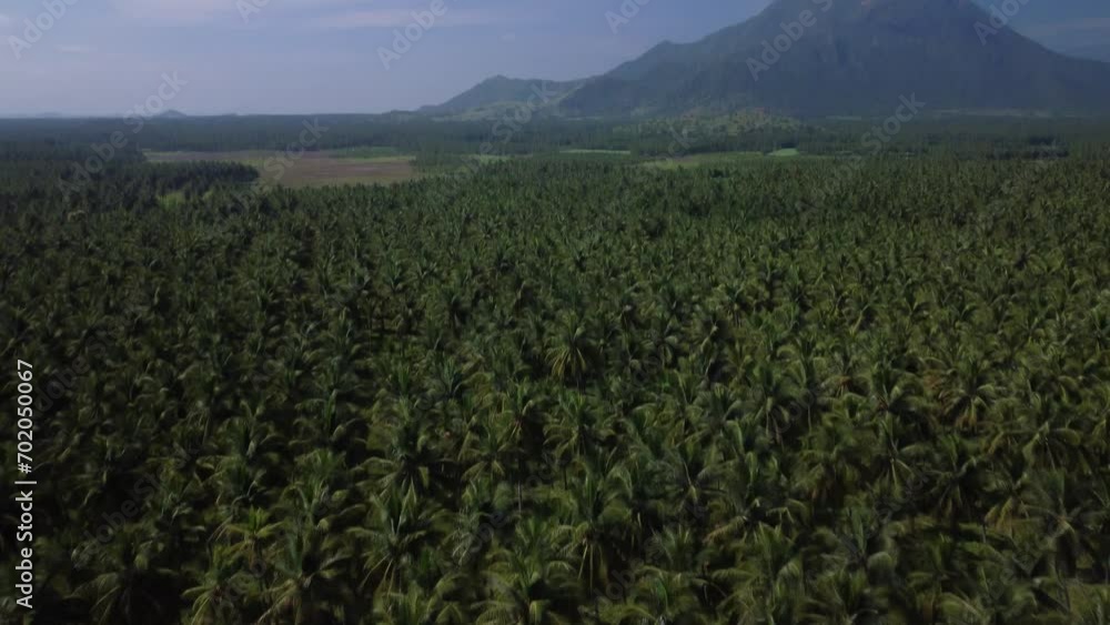 Drone shot revealing large fields of coconut cultivation in western ghats, India Drone shot revealing large fields of coconut cultivation in western ghats, India