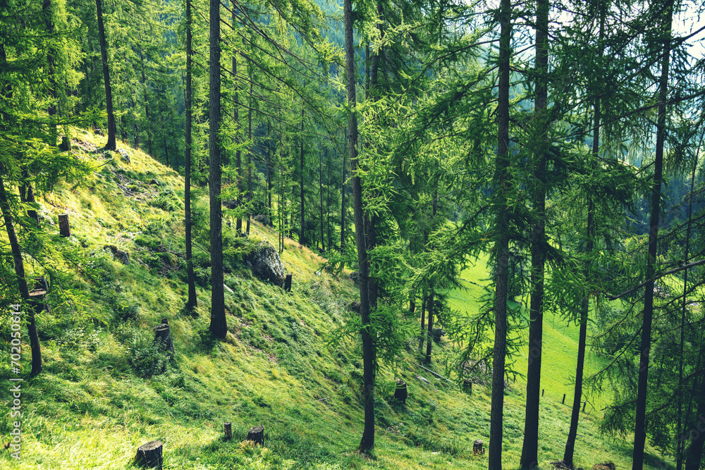 Fototapeta premium Spruce forest on a mountainside on a sunny day