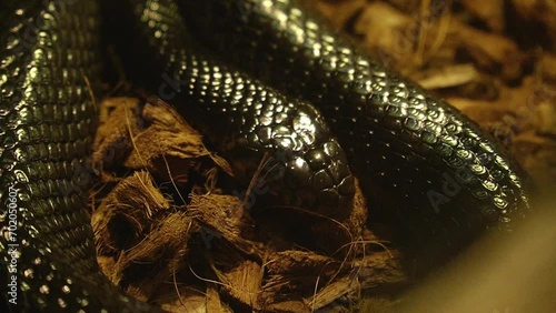 Close up of a black timber rattlesnake in zoo habitat, resting reptile. photo