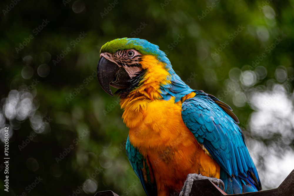 Macaw  (Ara ararauna)