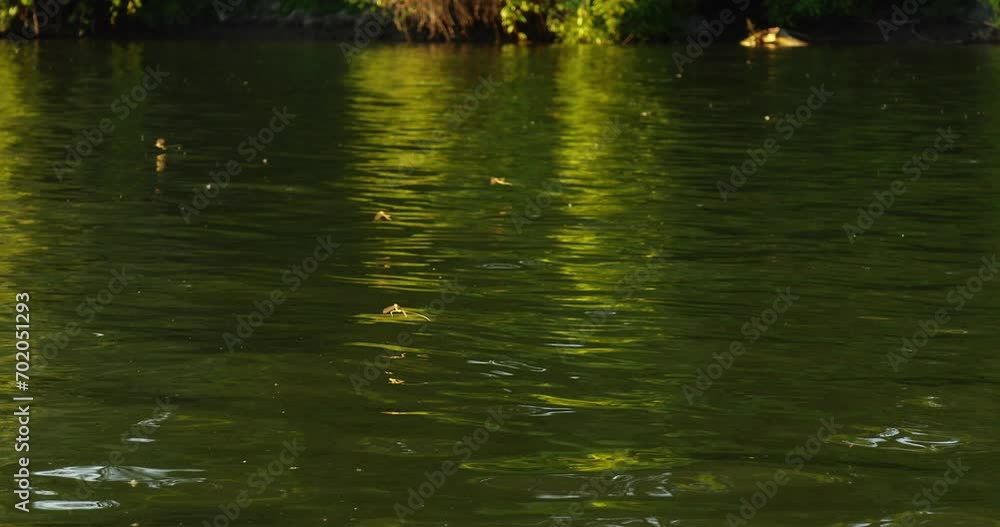 Long-tailed mayfly swarm above Tisza river in Serbia Long-tailed mayfly swarm above Tisza river in Serbia