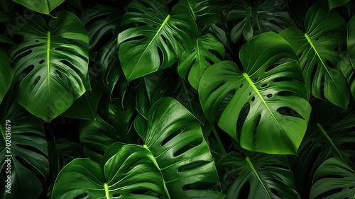Green tropical leaves background. Monstera houseplant. Eco friendly photo