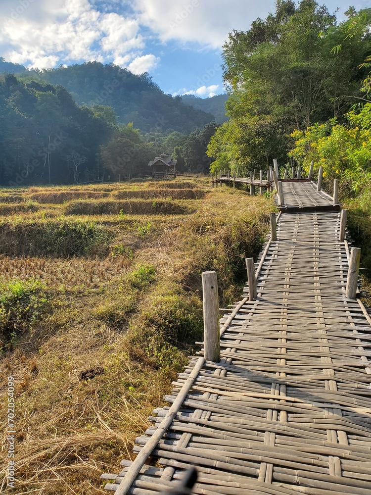 Bamboo bridge over rice fields