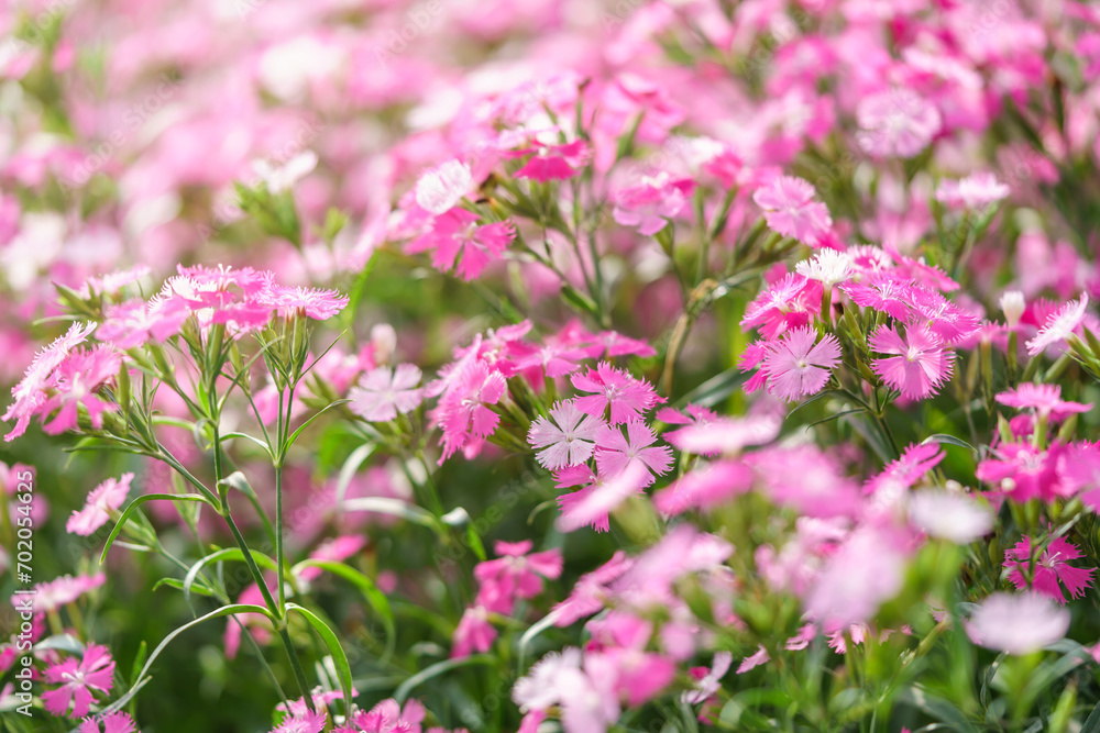 Closeup of pink Dianthus flower under sunlight using as background natural plants landscape, ecology wallpaper cover page concept. Closeup of pink Dianthus flower under sunlight using as background natural plants landscape, ecology wallpaper cover page concept.
