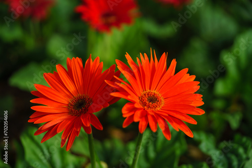 Closeup of orange Gerbera flower under sunlight use in background natural green plants landscape, ecology wallpaper cover page concept.