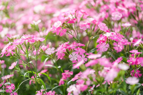 Closeup of pink Dianthus flower under sunlight using as background natural plants landscape  ecology wallpaper cover page concept.