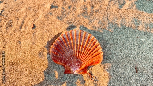 Toma macro de una concha marina