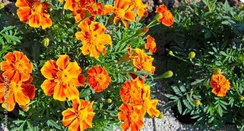 Orange blühende Tagetes in einer Nahaufnahme © M. Schuppich