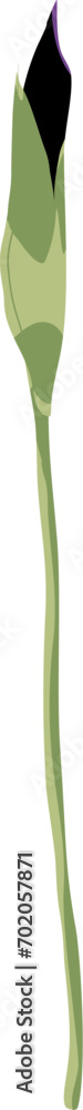 Purple Iris Haynei Flower Bud Illustration Purple Iris Haynei Flower Bud Illustration
