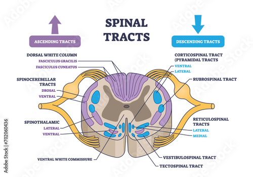 Spinal tracts with medical ascending and descending parts outline diagram. Labeled educational scheme with information exchange neural pathways vector illustration. Detailed anatomical explanation.