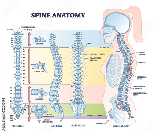 Spine anatomy with detailed back bone medical structure outline diagram. Labeled educational scheme with spinous process, lamina, vertebral canal, thoracic and lumbar body parts vector illustration. photo