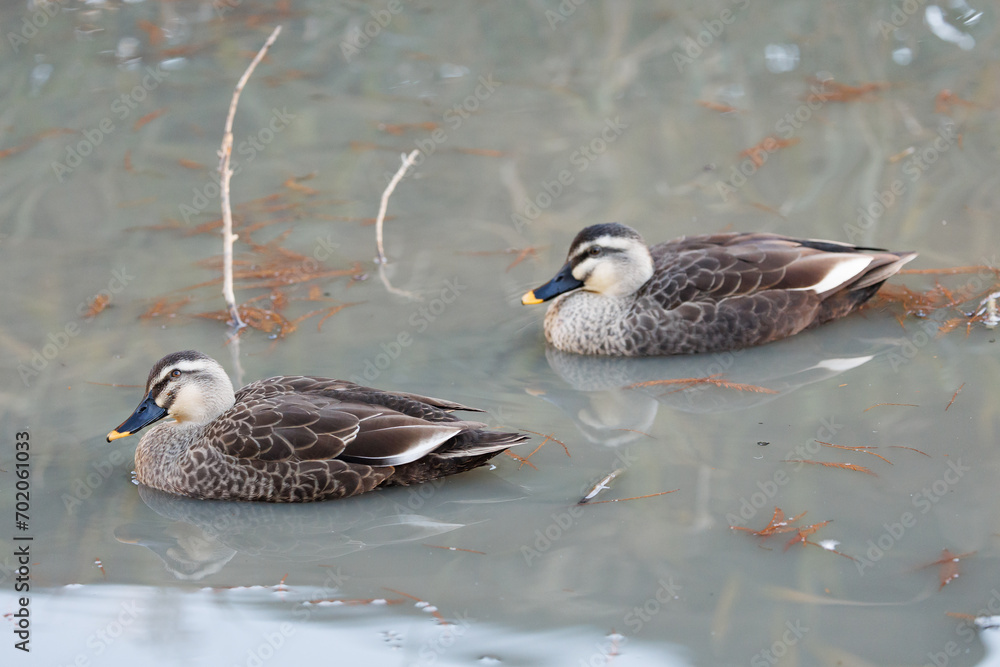Fototapeta premium カルガモ
