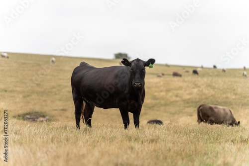 Fototapeta Naklejka Na Ścianę i Meble -  Close up of Angus and Murray Grey Cows eating long pasture in Australia.