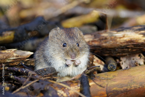 vole enjoying life photo