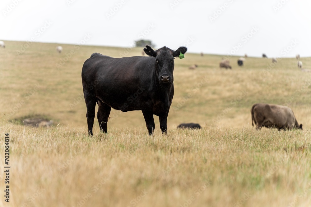 stud wagyu and angus beef cows in a paddock free range in australia, in a dry grass field in the day