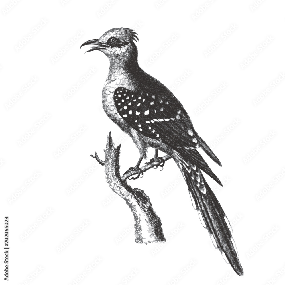 Fototapeta premium Great Spotted Cuckow (Clamator glandarius). Doodle sketch. Vintage vector illustration.