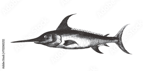 Sword Fish. Doodle sketch. Vintage vector illustration.