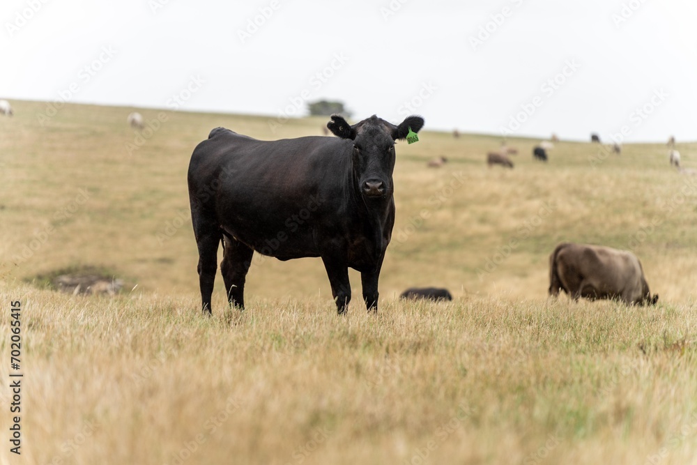 wagyu and angus cattle are Agricultural free range livestock on a farm. Cows grazing on free range green pasture and native grasses. Fat cow in a field on a farm wagyu and angus cattle are Agricultural free range livestock on a farm. Cows grazing on free range green pasture and native grasses. Fat cow in a field on a farm
